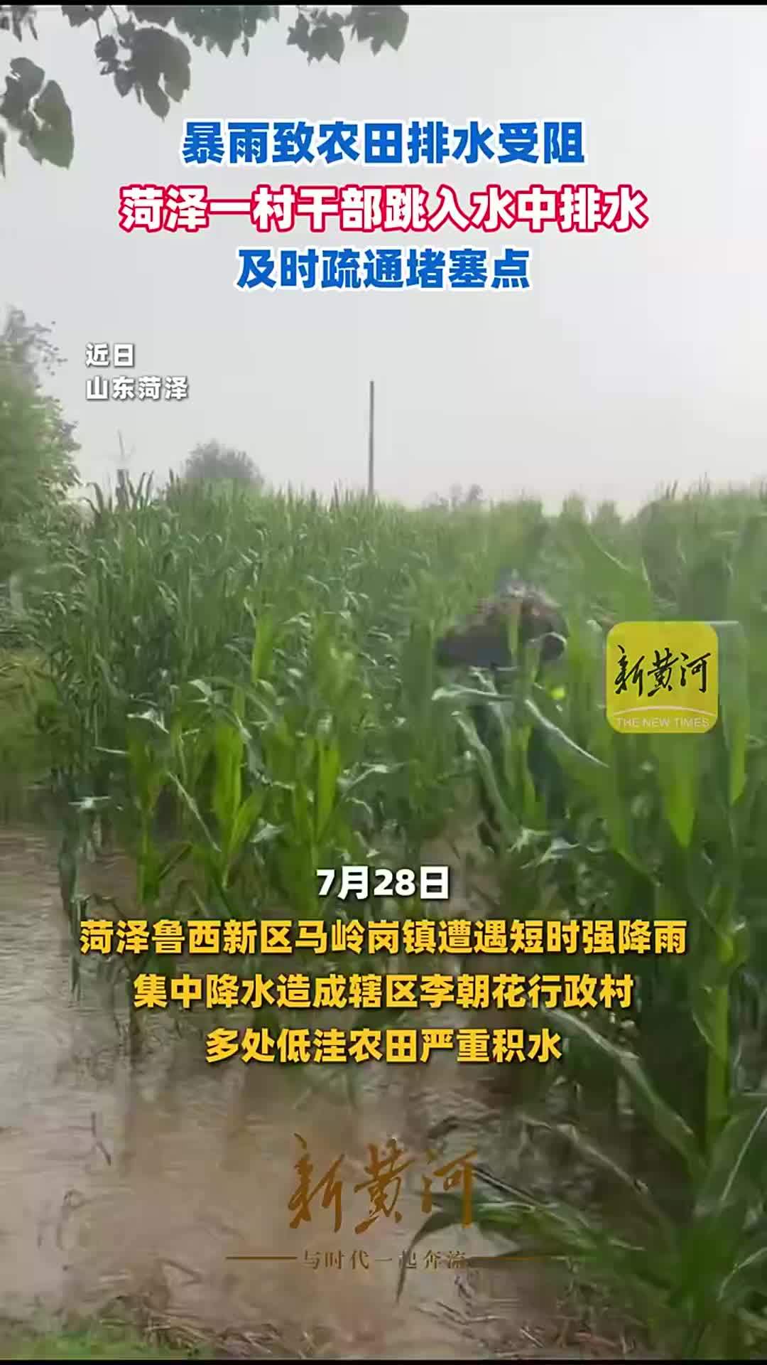 暴雨致农田排水受阻，菏泽一村干部跳入水中排水，及时疏通堵塞点