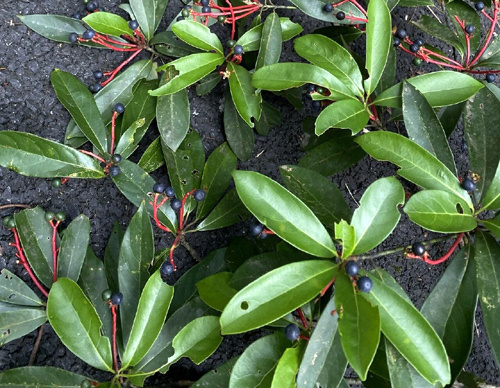 新发现的木姜润楠