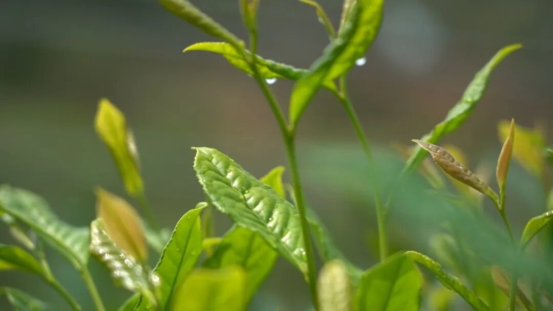 莱芜老干烘(莲花山茶业)4.jpg