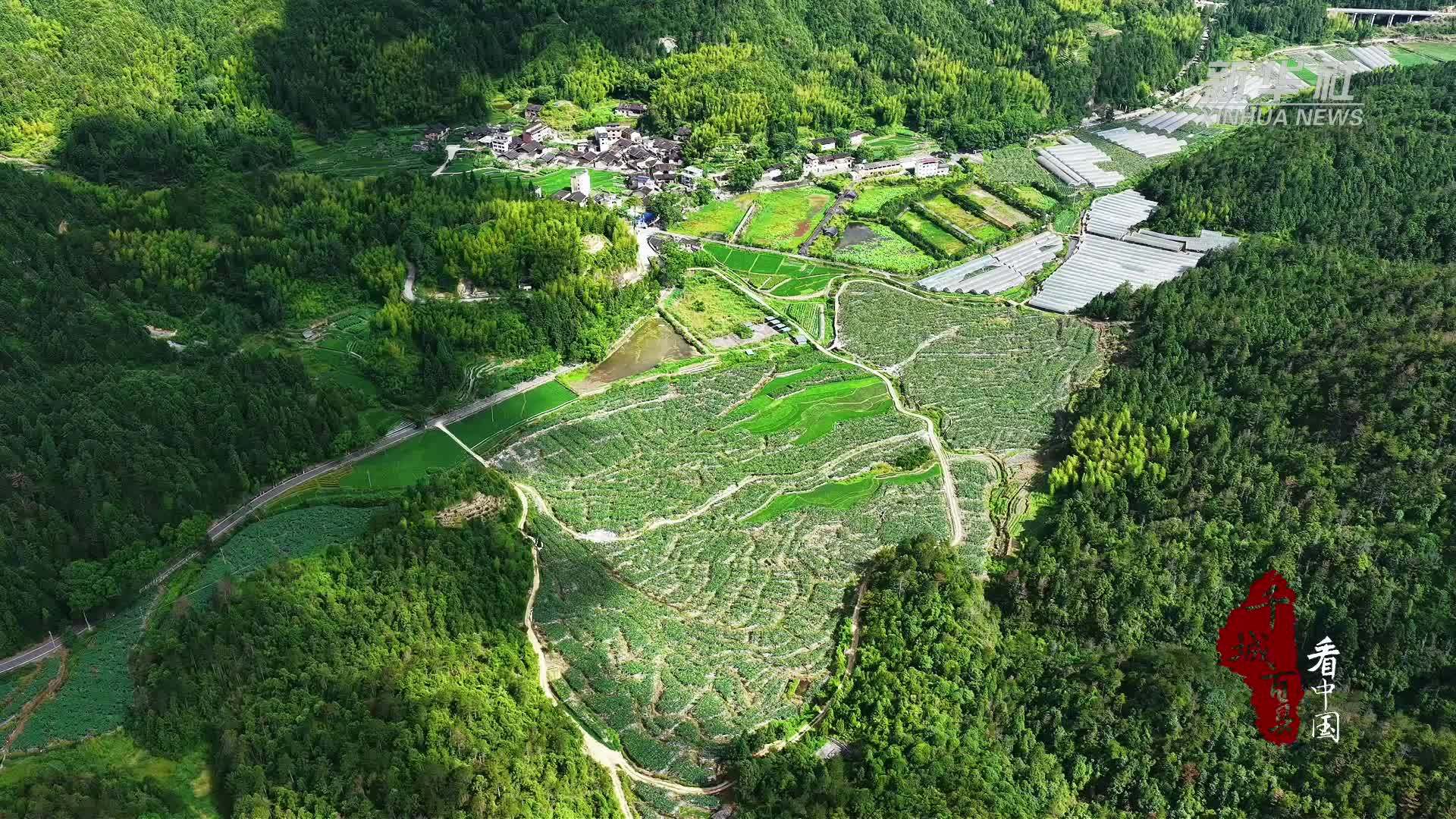 千城百县看中国｜福建寿宁：丝瓜丰收绘就振兴画卷