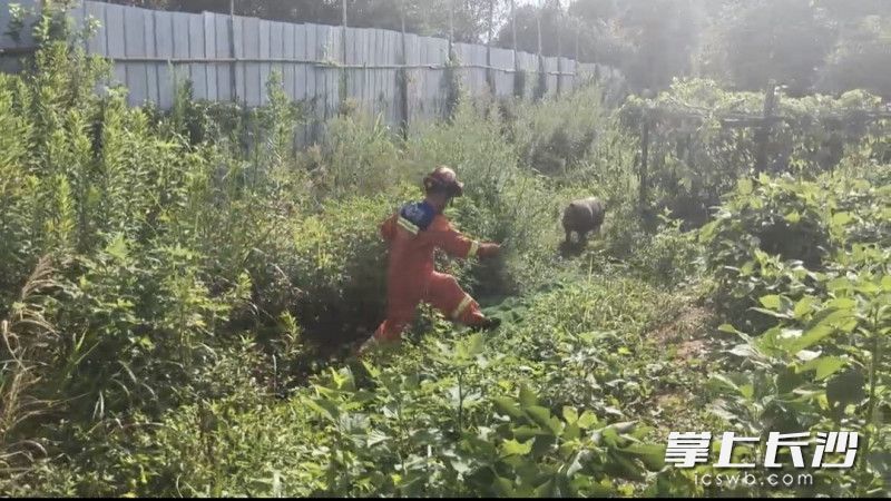 消防员帮忙驱赶野猪。通讯员 王磊 摄