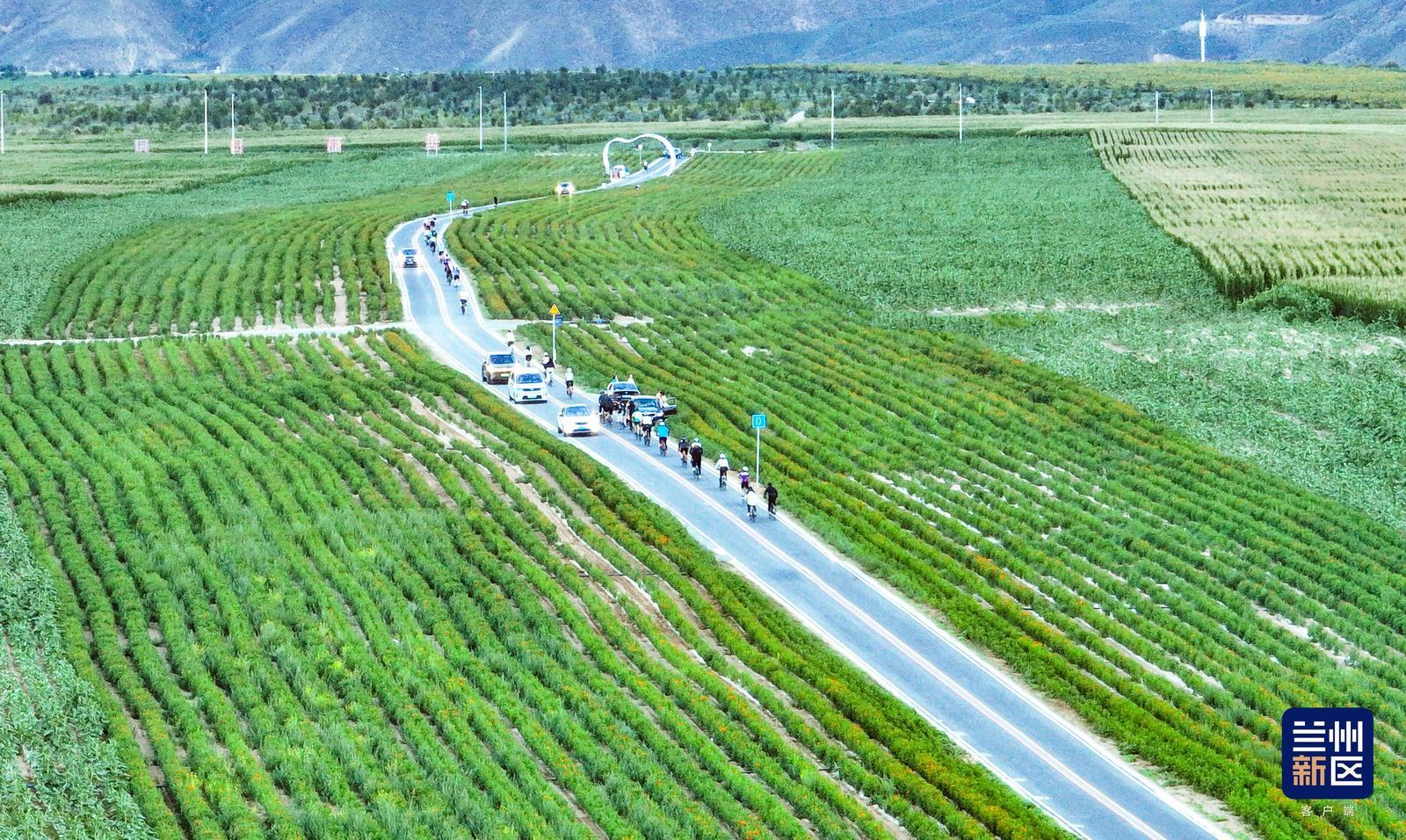 骑行爱好者穿行田园,感受郊野风光。