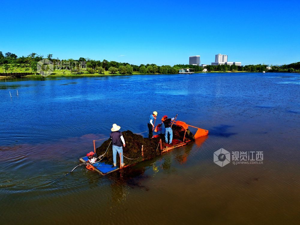 2026年8月2日，在江西省赣江新区中医药科创城星海湖公园，环卫工人冒着酷暑驾驶水草收割船在星海湖来回穿梭，进行水草收割作业。
