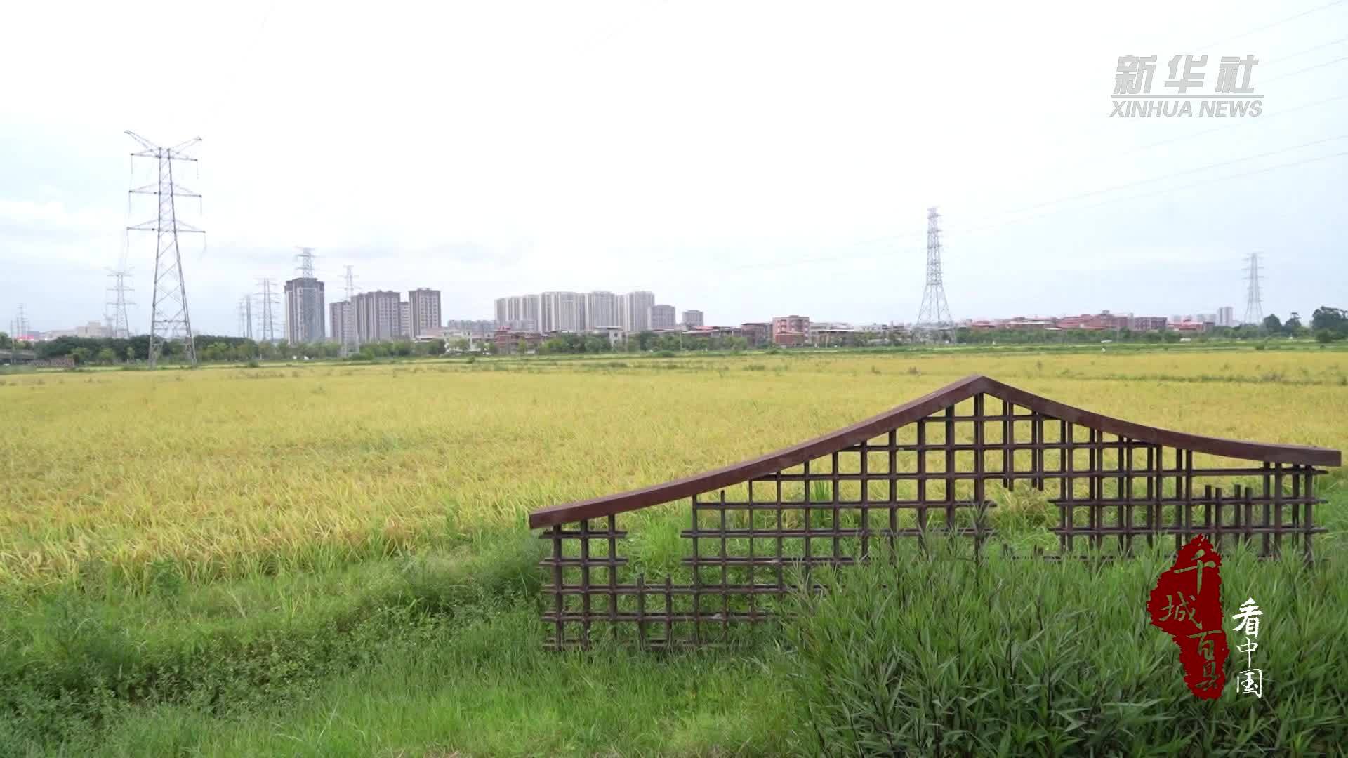 千城百县看中国｜福建晋江：稻浪翻涌白鹭飞