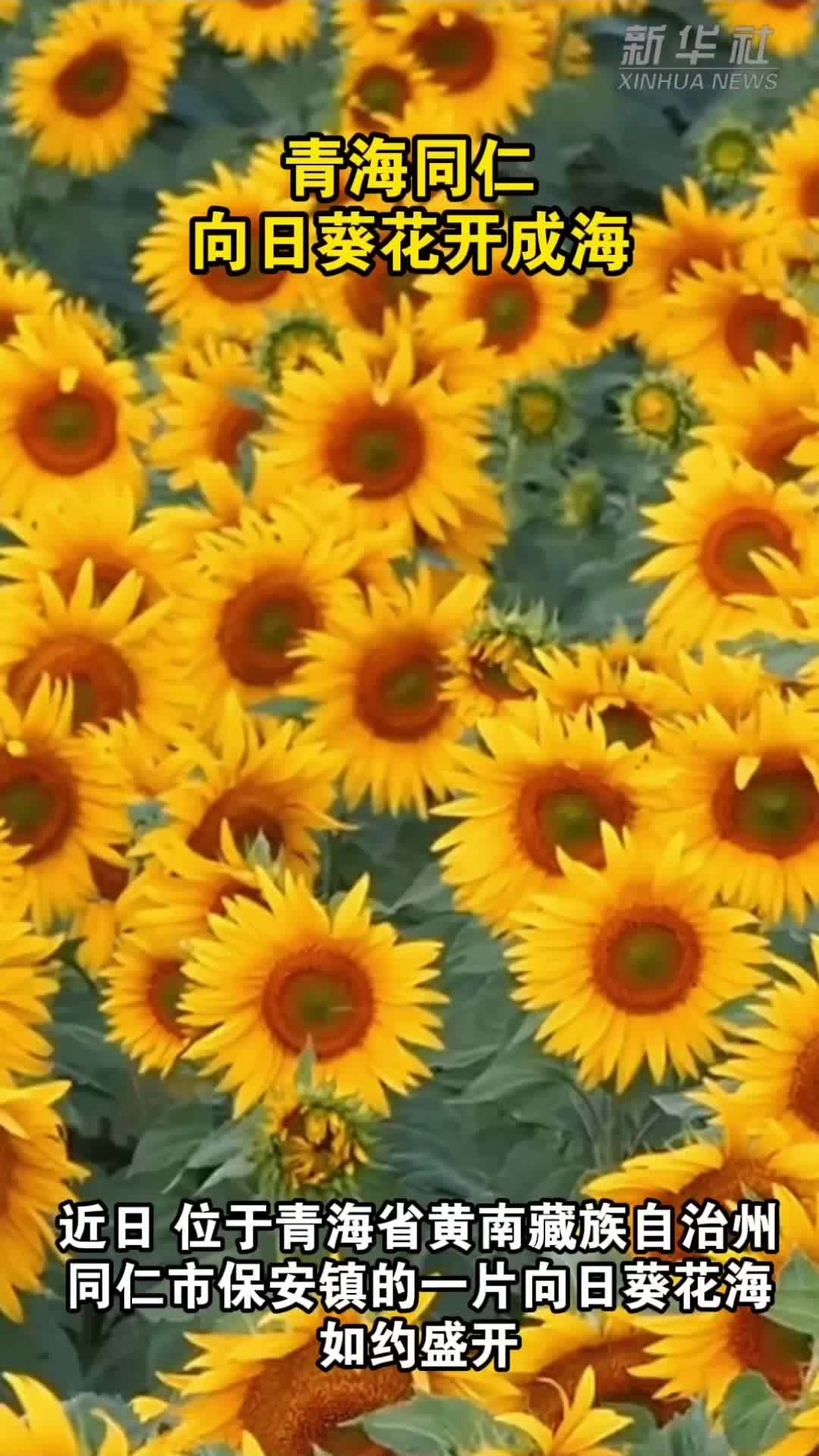 青海同仁：向日葵花开成海