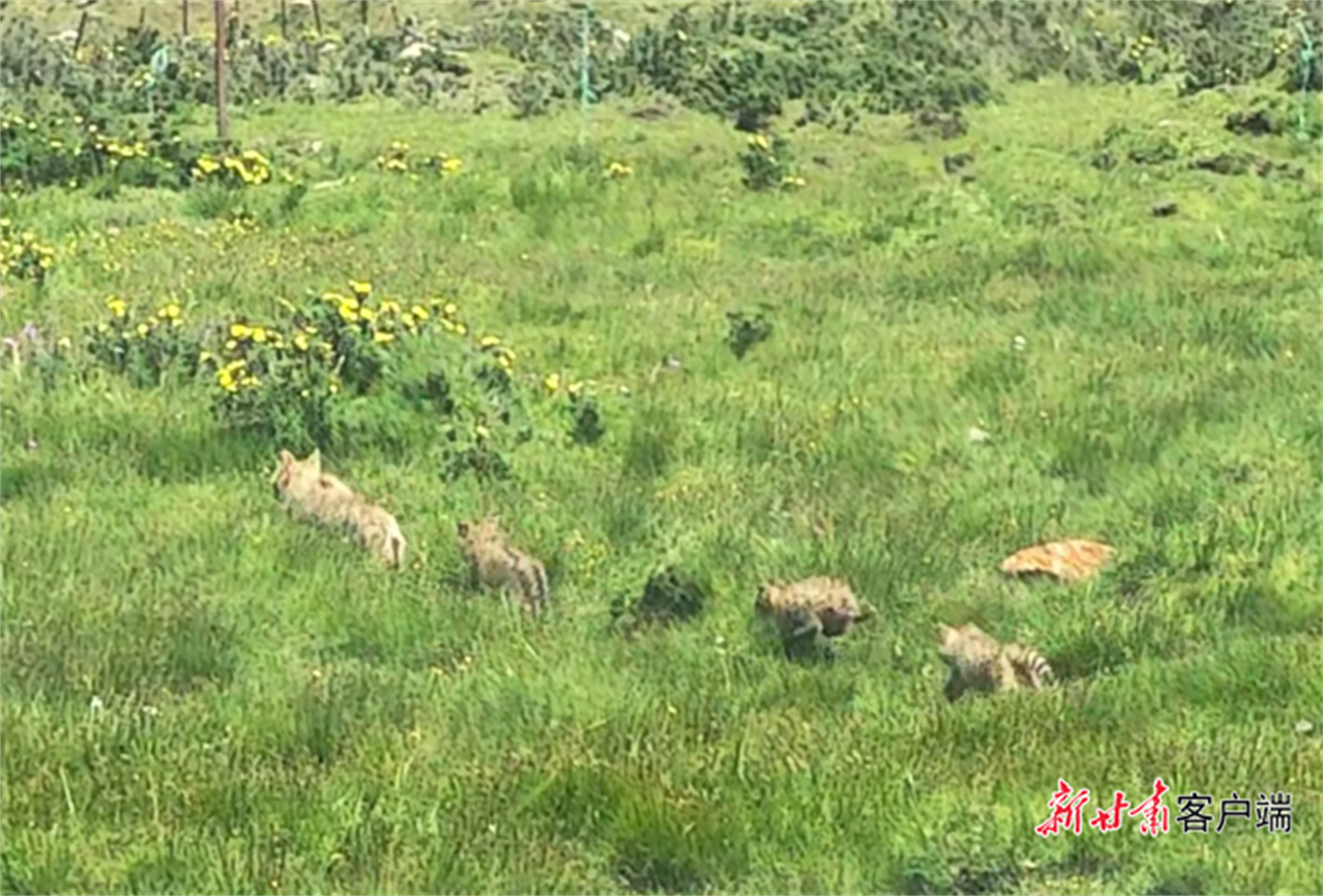 荒漠猫“一家四口”
