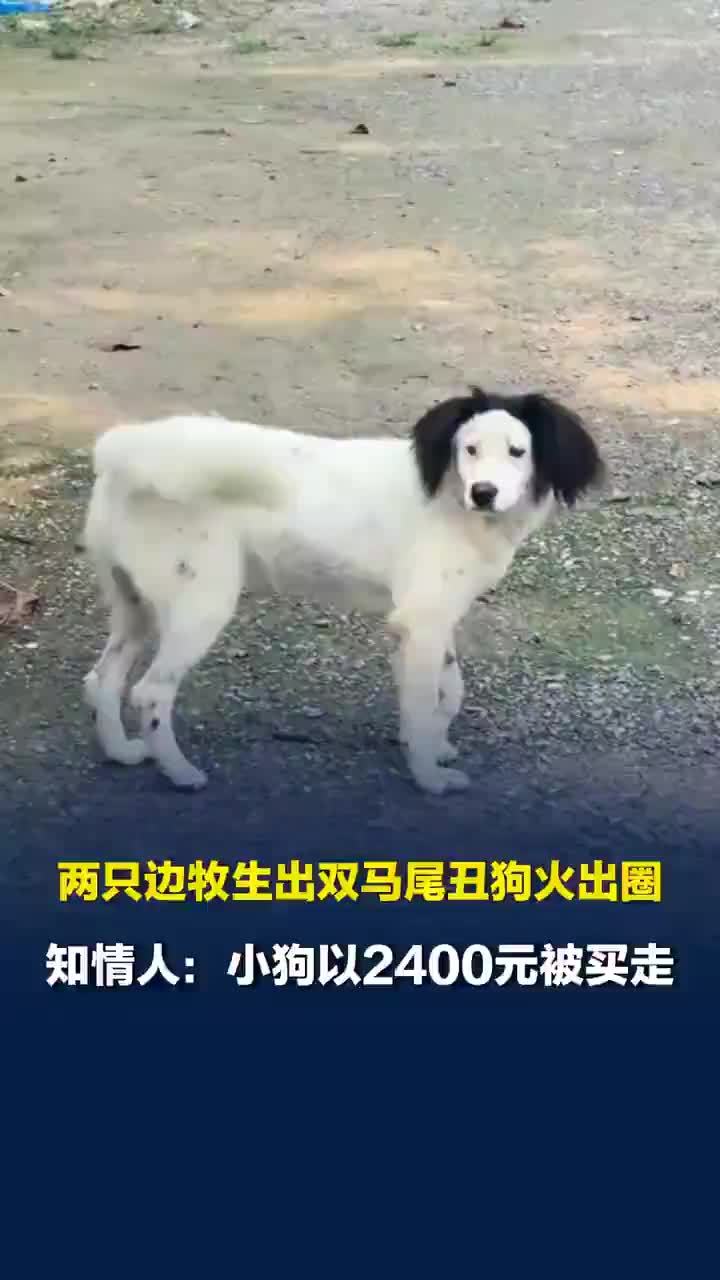 丑到卖不出去的狗被卖掉了！两只边牧生出双马尾丑狗火出圈