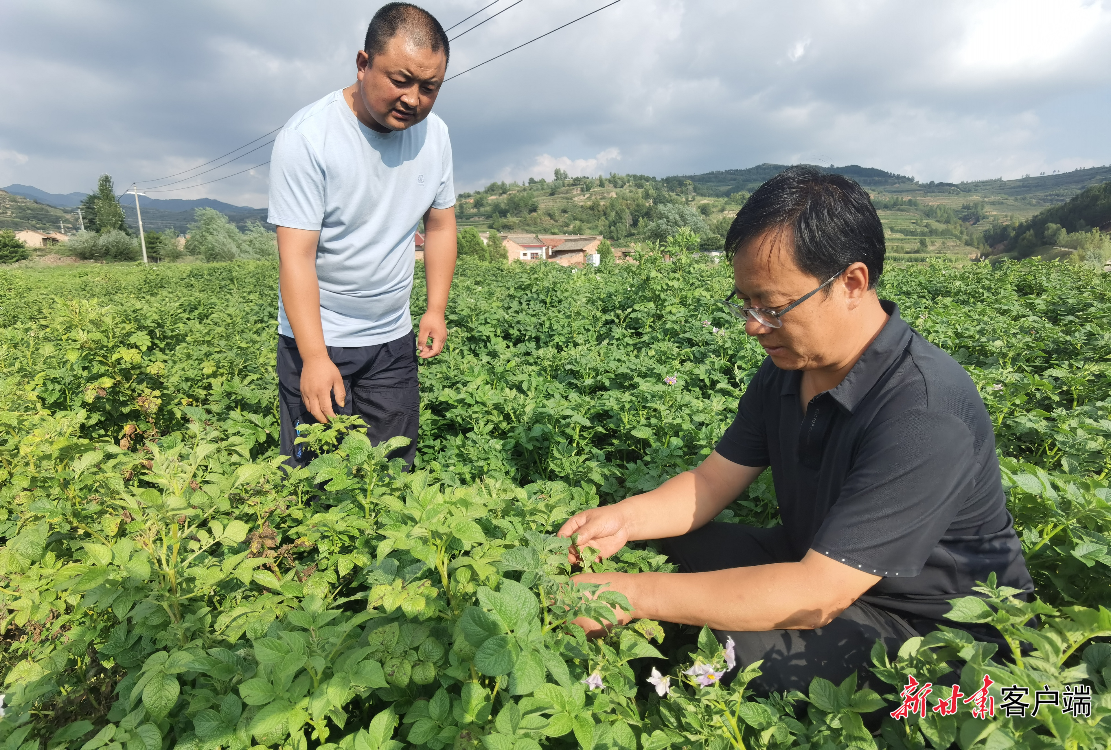 庄浪县农技中心专家指导农户种植马铃薯
