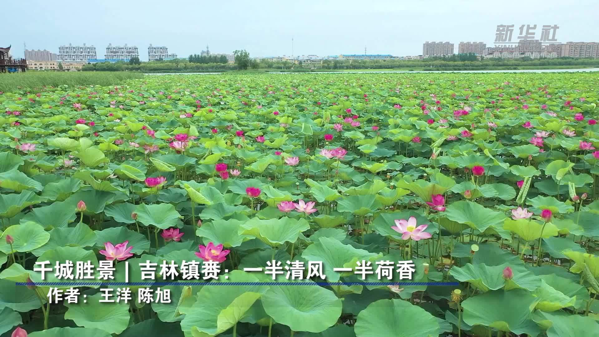 千城胜景｜吉林镇赉：一半清风 一半荷香