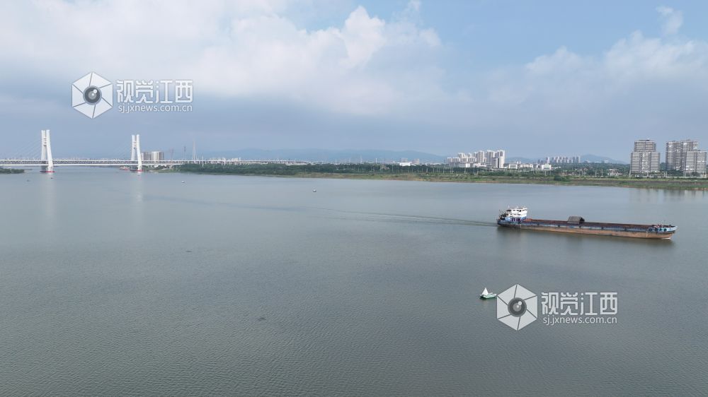 江豚自在游弋于赣江江面,灵动的身影与赣江新区林立的城市楼宇、气势恢宏的隆兴大桥相映成趣.