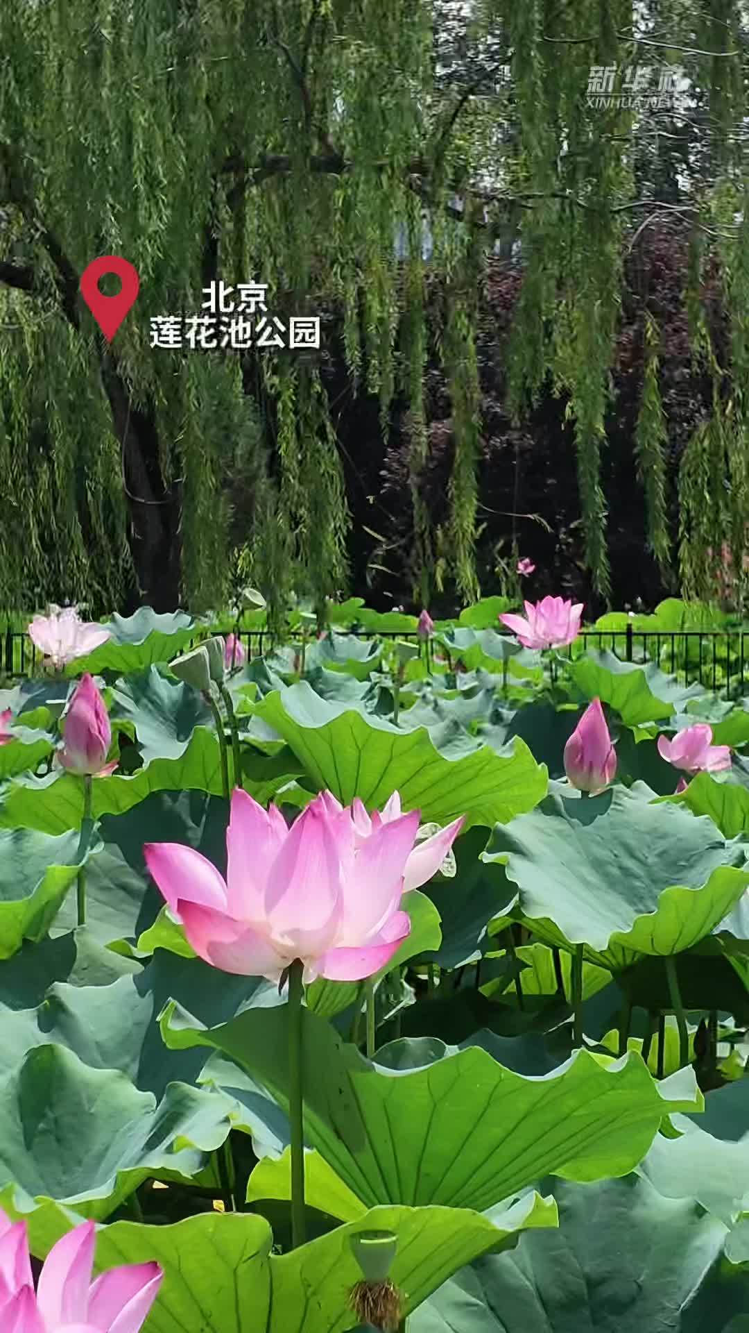 秀我中国｜“北漂”的河南梆子