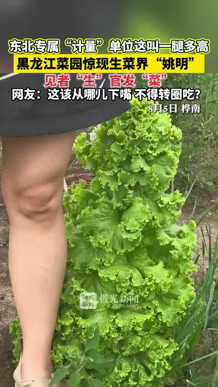 黑龙江菜园惊现生菜界姚明