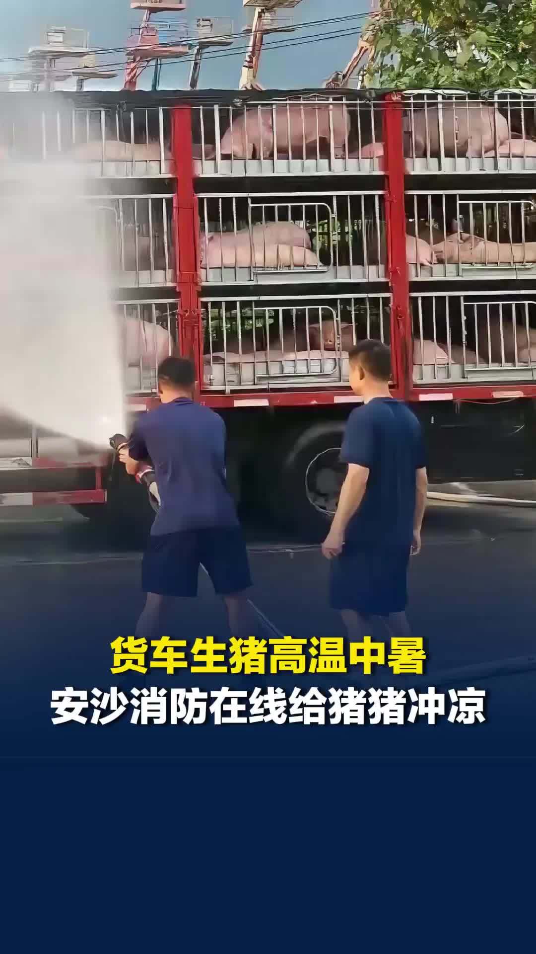 热浪突袭，“二师兄”集体中暑！消防高压水枪变“降温淋浴头”，帮助小猪渡过高温难关