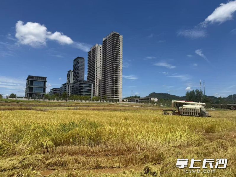 公园内首季稻谷喜获丰收。