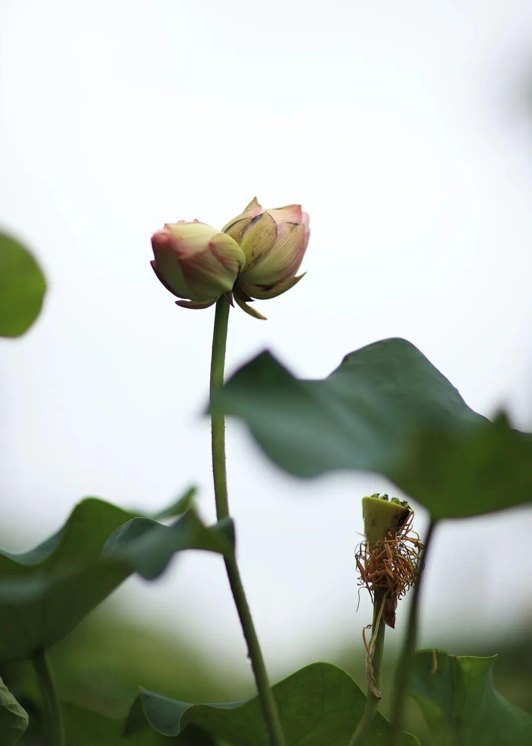 并蒂莲 2024年6月摄