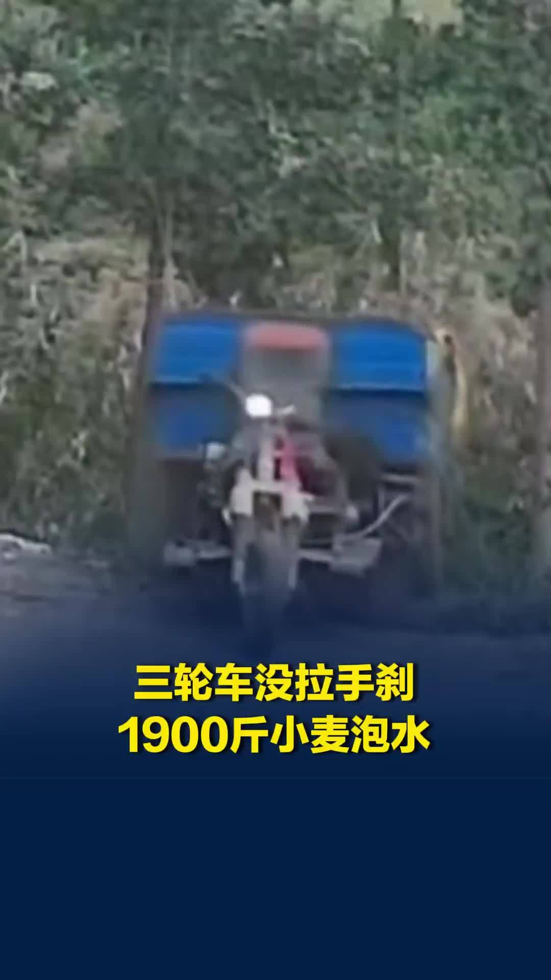 三轮车满载麦子溜坡翻进水里，只因没拉手刹！收粮老板无奈降价当饲料处理