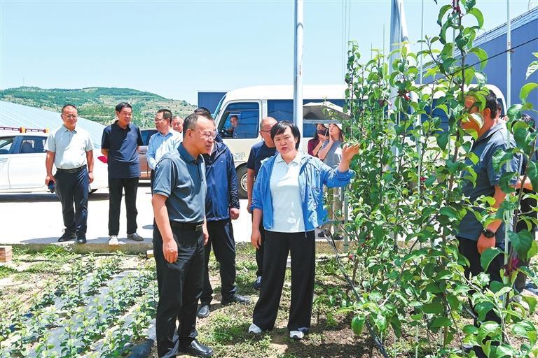 专家组查看静宁苹果苗木长势