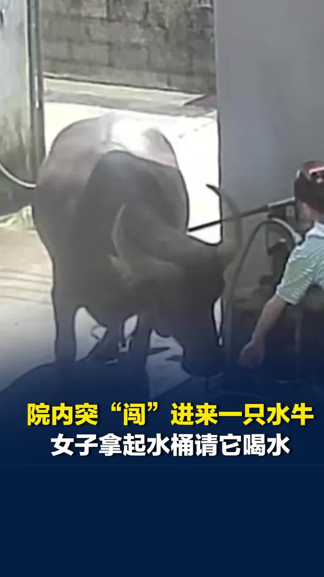 “来者都是客！”院内突然进来一只水牛，女子第一时间拿起水桶请它喝水