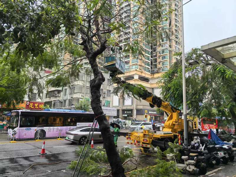 清障排险保通行 盐田社区开展台风后倒伏树木专项清理工作