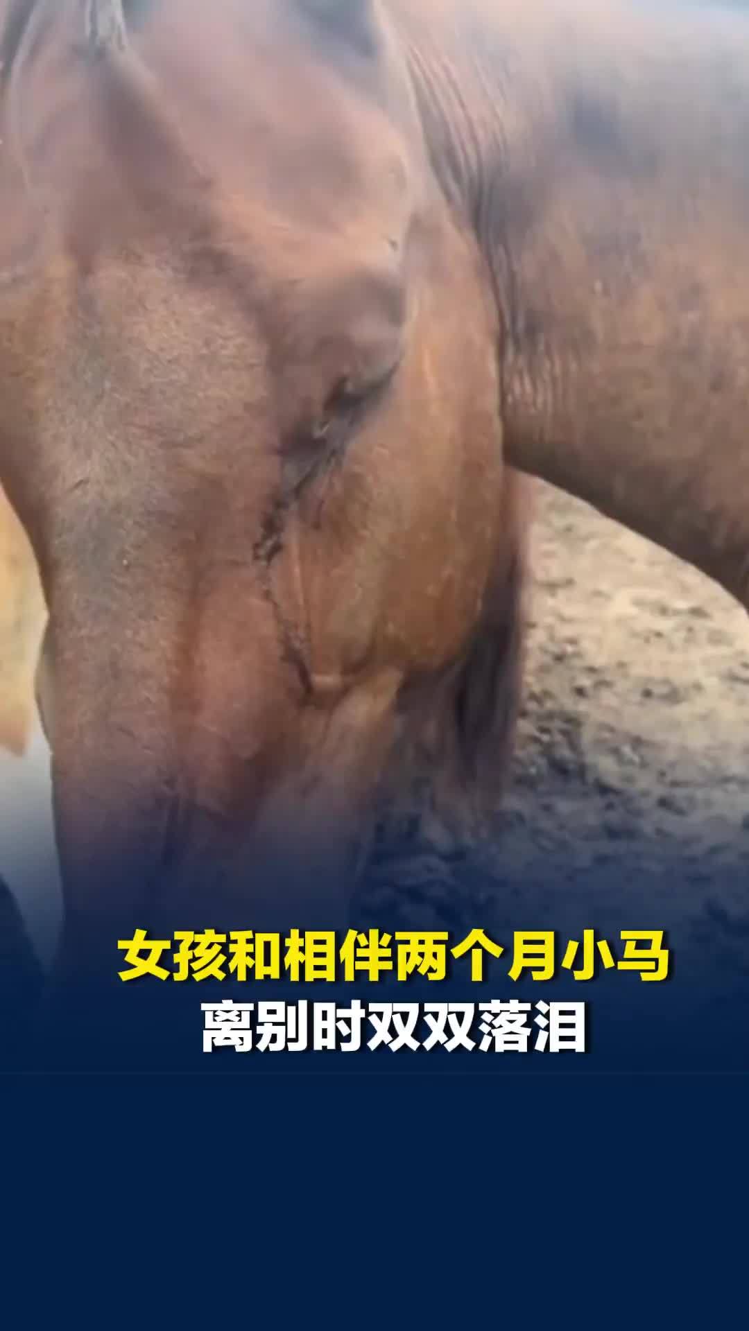 女孩在呼伦贝尔旅居和小马相伴2个月，离别时一人一马双双落泪