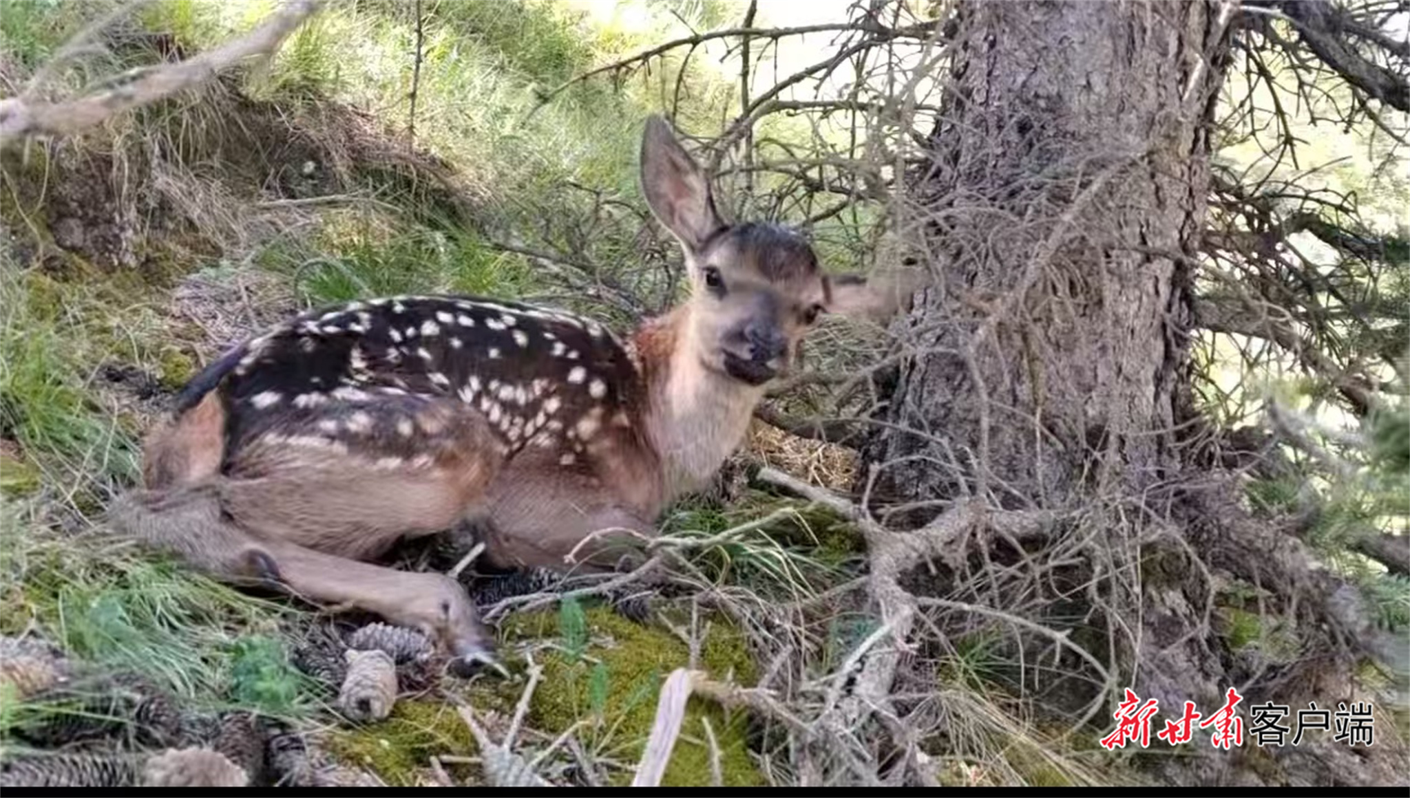 马鹿