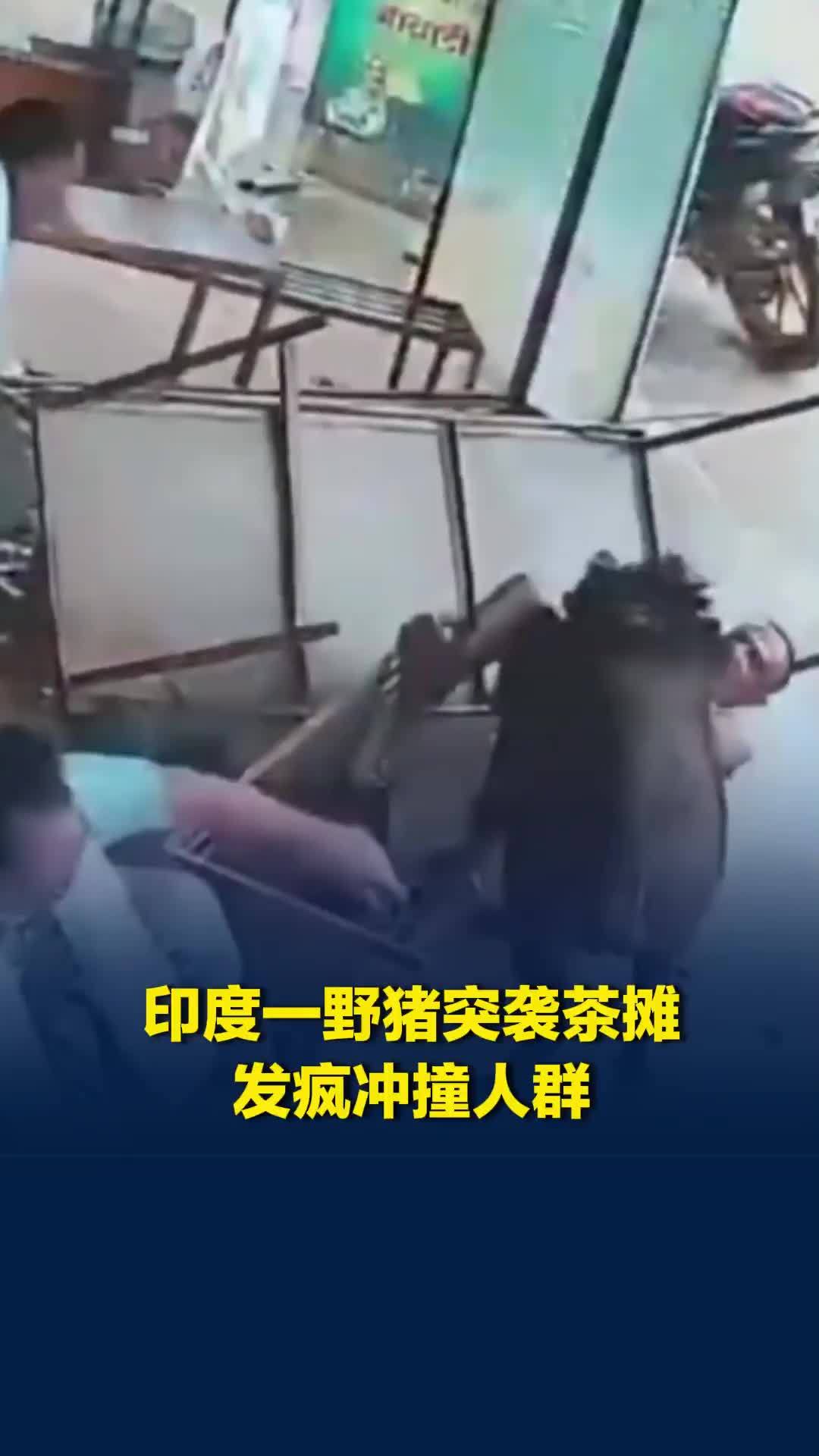 印度一野猪突袭茶摊，发疯冲撞人群，男子躲闪不及被径直撞翻
