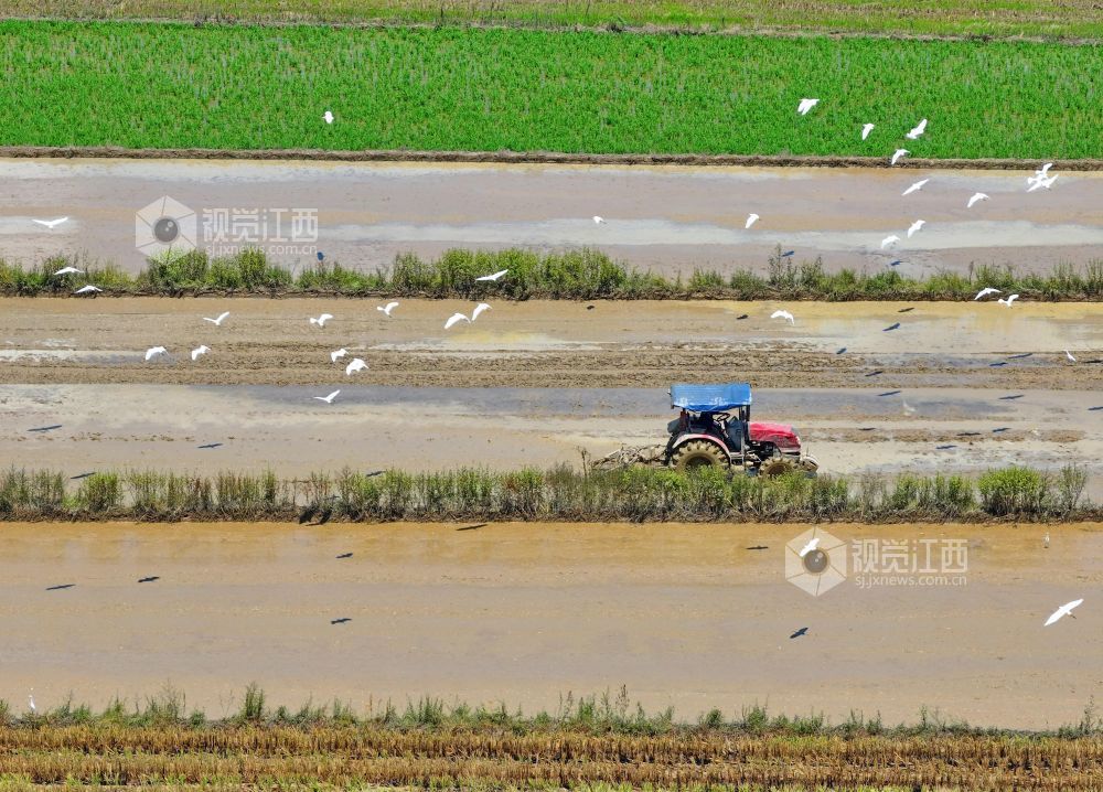 2026年8月4日，江西省吉安市泰和县沿溪镇乐山村生态田园，农民驾驶农机正在翻耕整地，一群白鹭伴耕觅食，构成一幅生态景观美丽画卷。