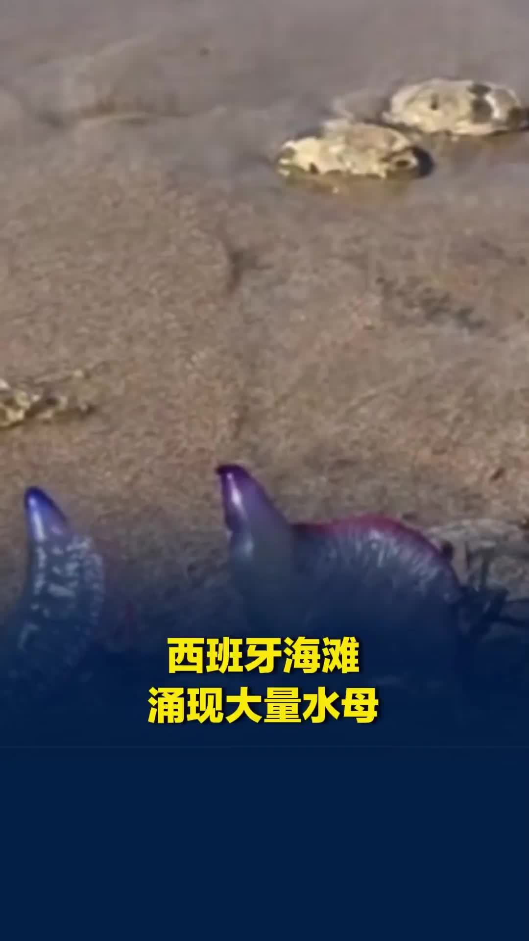 高温之下西班牙海滩涌现大量水母，1天内上百人被蜇伤