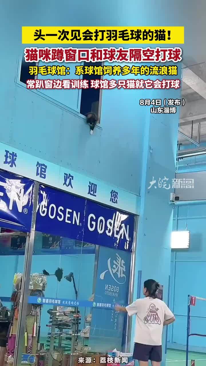 头一次见会打羽毛球的猫！猫咪蹲窗口和球友隔空打球，羽毛球馆：系球馆饲养多年的流浪猫，常趴窗边看训练 球馆多只猫就它会打球#猫咪 #打羽毛球的猫