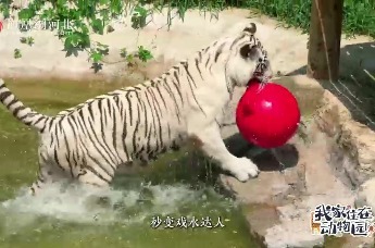 视频 |我家住在动物园（五）石家庄动物园的毛孩子们怎么过夏天？