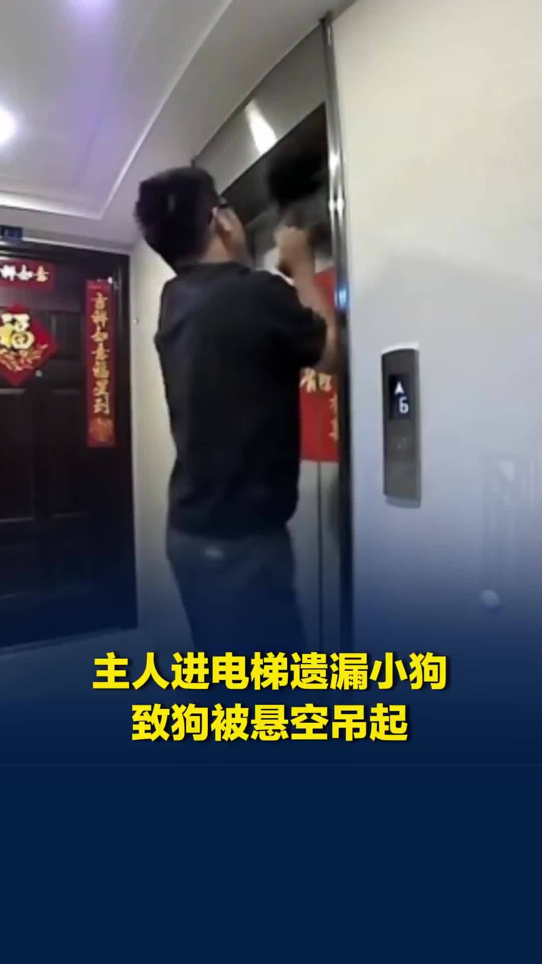 命悬一线！牵引绳卡电梯门，小狗被吊起悬空尖叫，邻居果断施救
