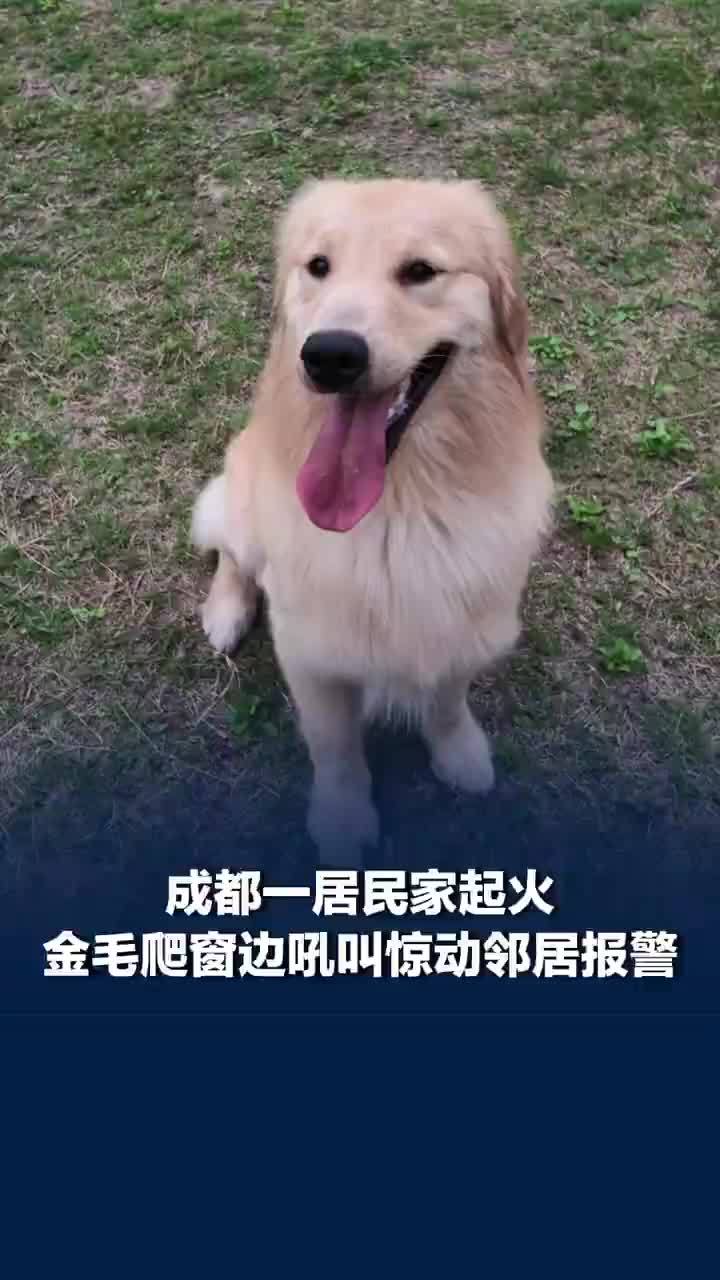 起火后金毛爬窗边吼叫惊动邻居报警，消防员赶来灭火并将狗救出