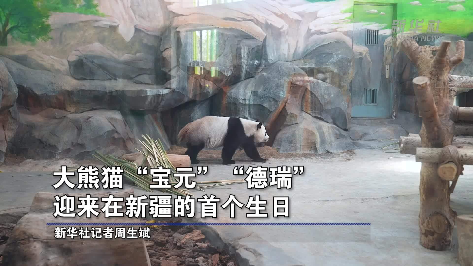 大熊猫“宝元”“德瑞”迎来在新疆的首个生日