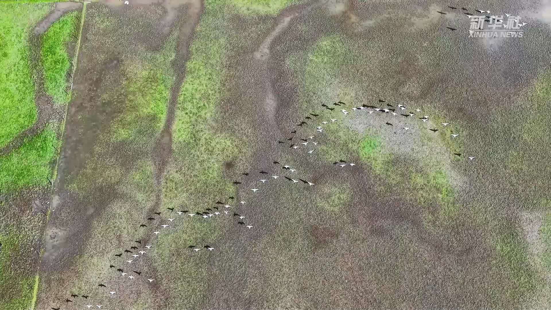 成群斑头雁飞越青海湖鸟岛湿地