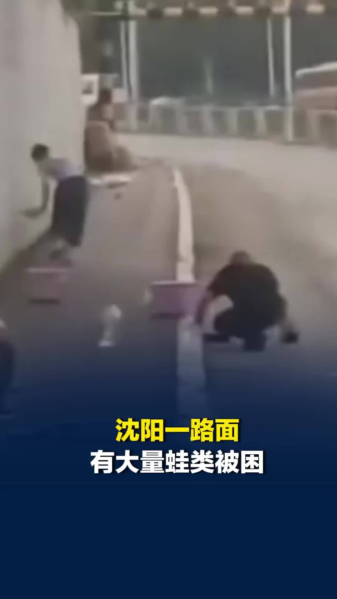 沈阳一路面有大量蛙类被困：志愿者转移放生，属地政府正跟进处理