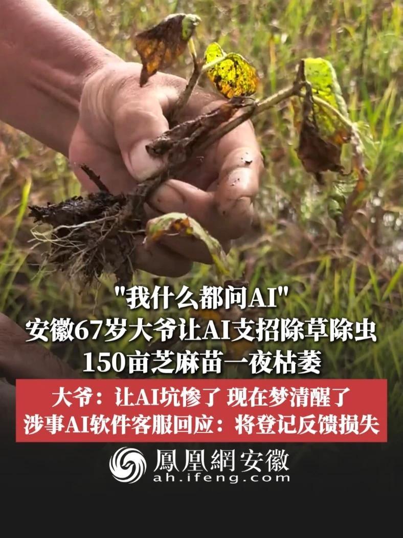 #凤观NEWS  8月1日消息，安徽滁州，“我什么都问AI”，安徽67岁大爷让AI支招除草除虫，150亩芝麻苗一夜枯萎；大爷：让AI坑惨了，现在梦清醒了；涉事AI软件客服回应：将登记反馈损失。#AI软