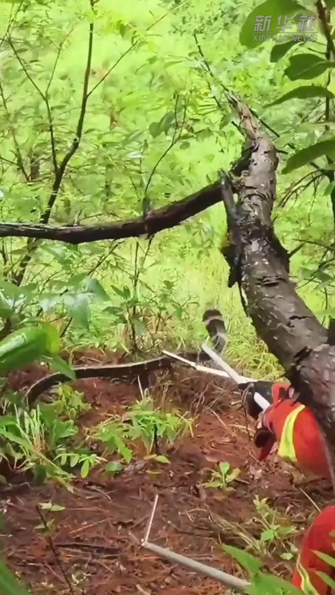 眼镜王蛇茶地筑窝产蛋 消防员“打包”除风险