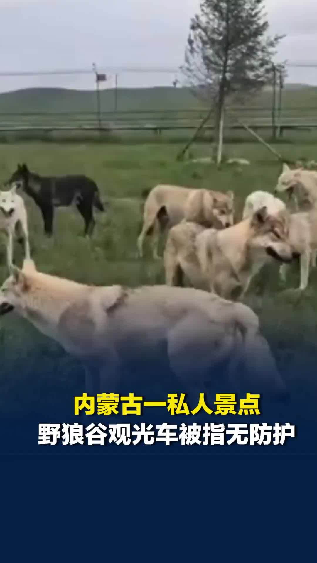 内蒙古一私人景点野狼谷观光车被指无防护，回应：狼从小驯化，不咬人