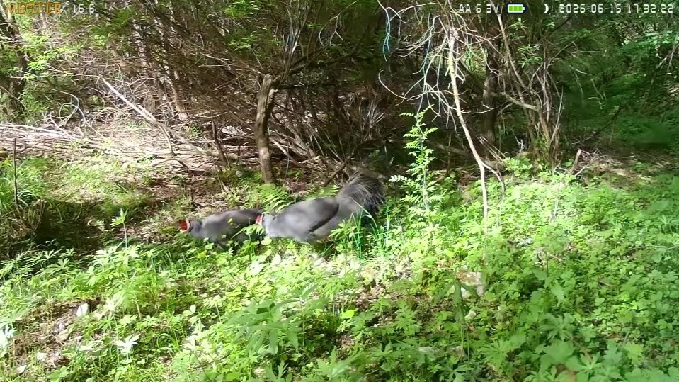 甘肃莲花山保护区蓝马鸡悠然觅食　绘就生态美景