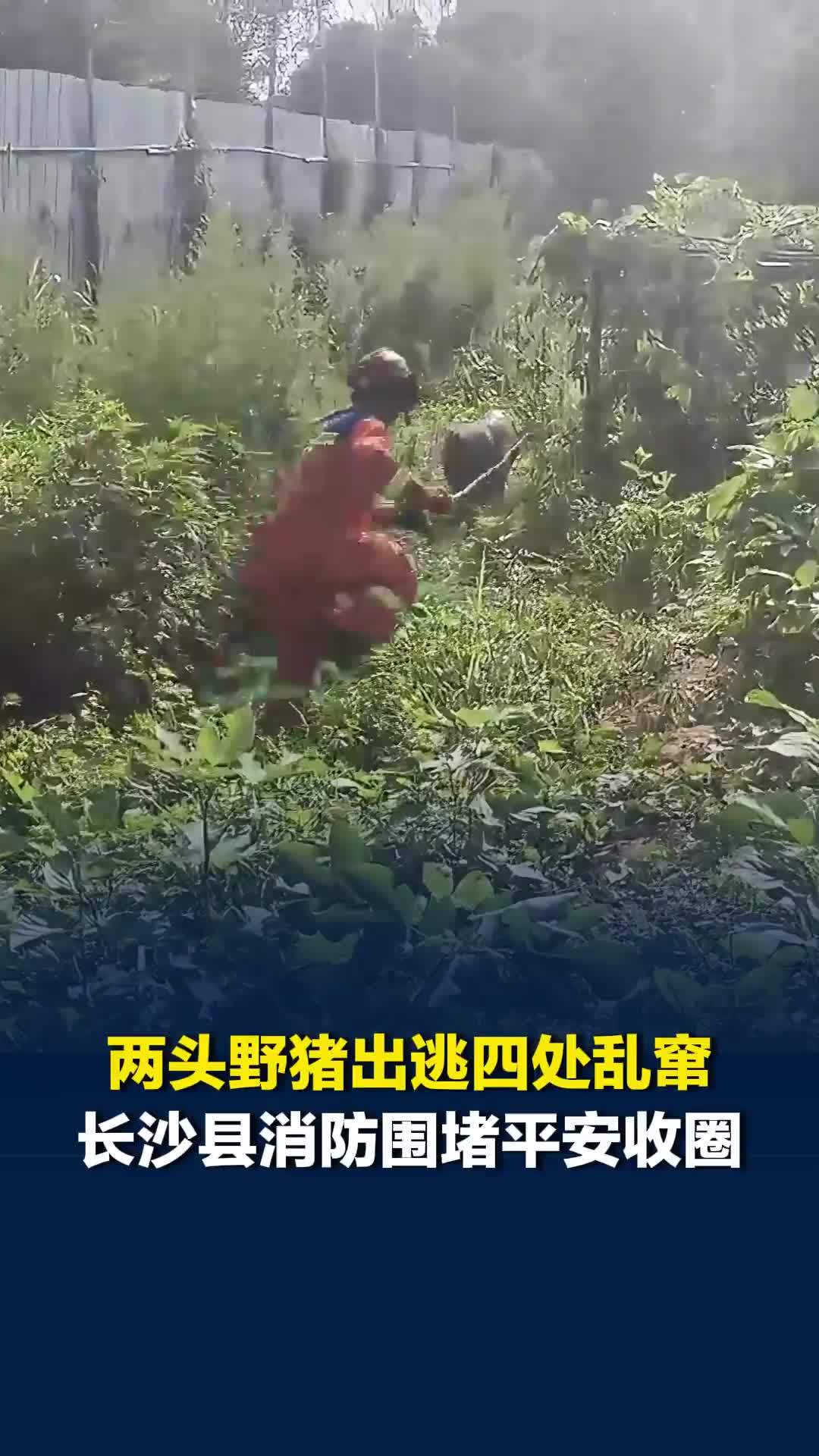 两头野猪上演越狱大戏，“蓝朋友”迅速赶赴现场，成功将两头野猪安全归圈