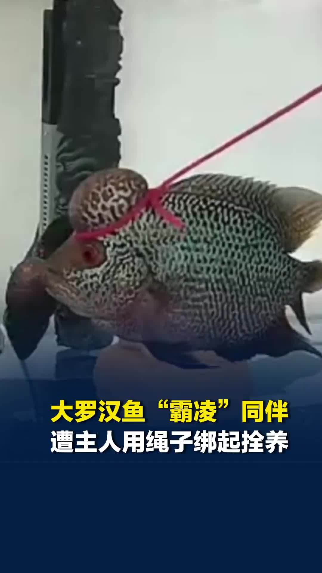 大罗汉鱼“霸凌”同伴遭主人用绳子绑起拴养，主人：拴起后效果挺好