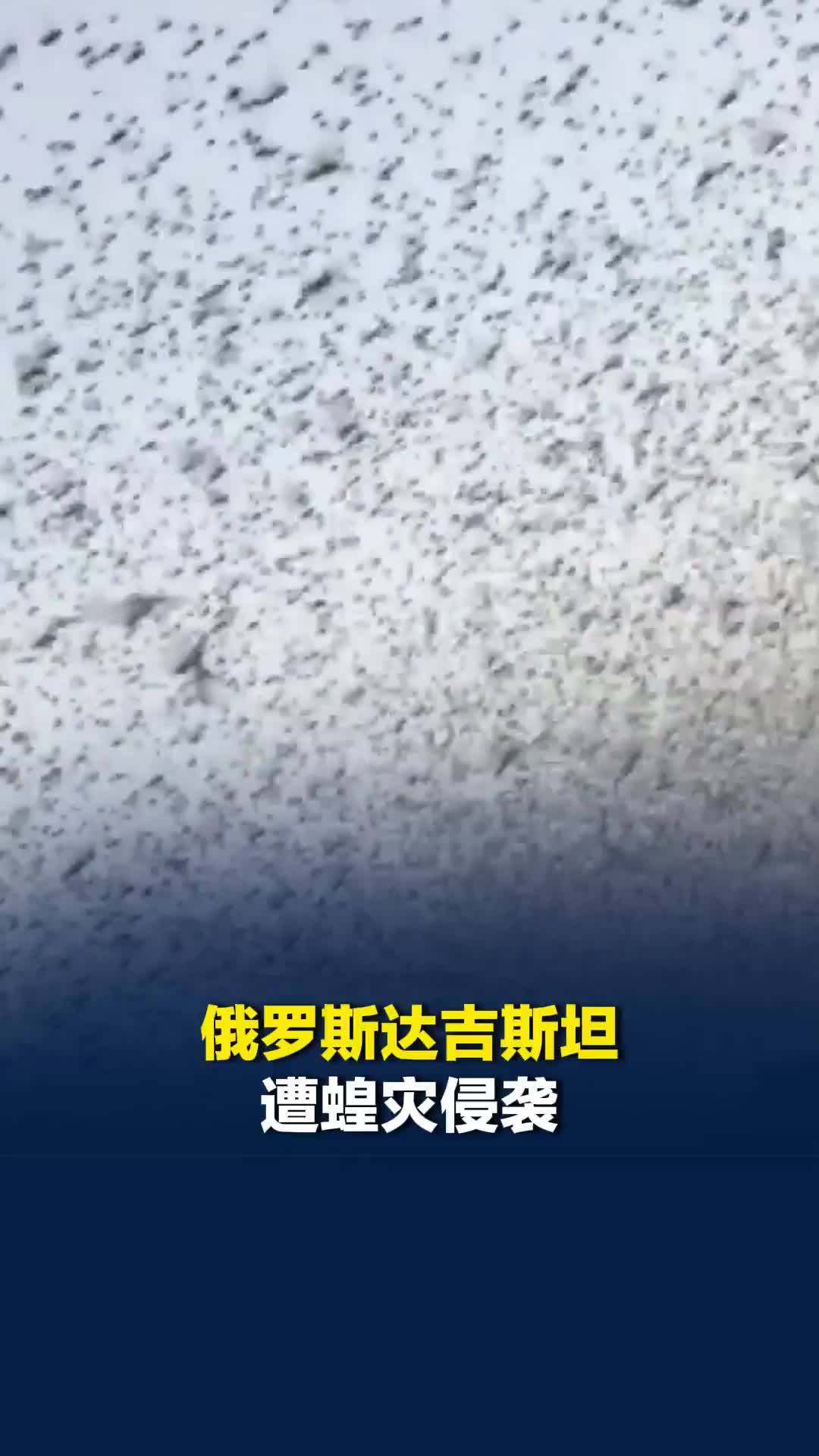 俄罗斯达吉斯坦遭蝗灾侵袭，虫群铺天盖地发出震耳欲聋的声响