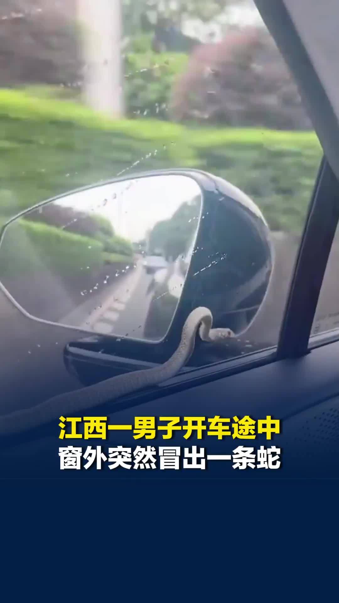 江西一男子开车途中窗外突然冒出一条蛇，一路相伴数百公里，网友：送你离开千里之外