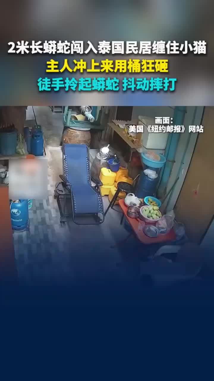 2米长蟒蛇闯入泰国民居缠住小猫