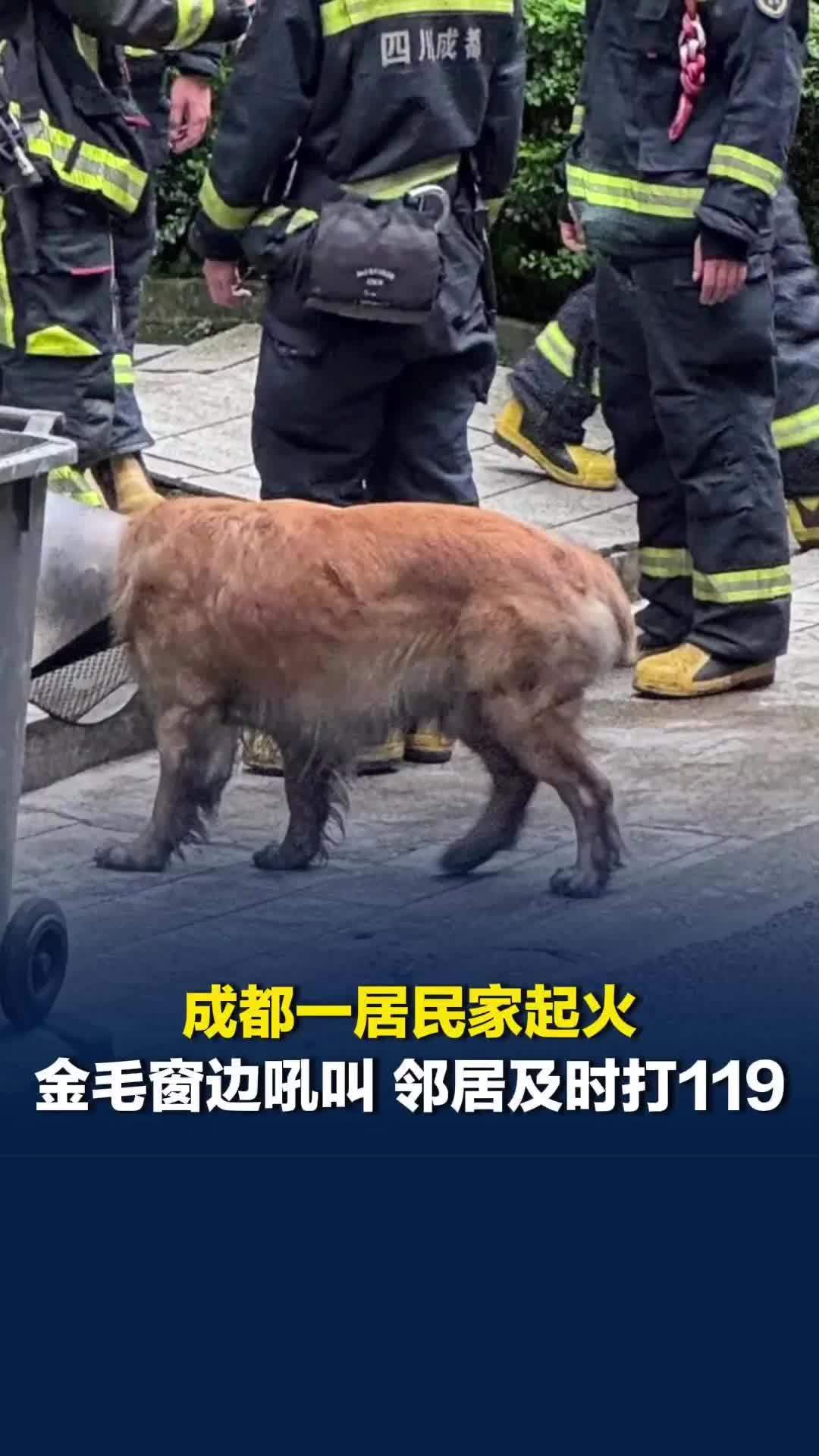 “这是英雄狗狗，救了一栋楼”，成都一居民家起火，金毛爬窗边吼叫，邻居及时打119