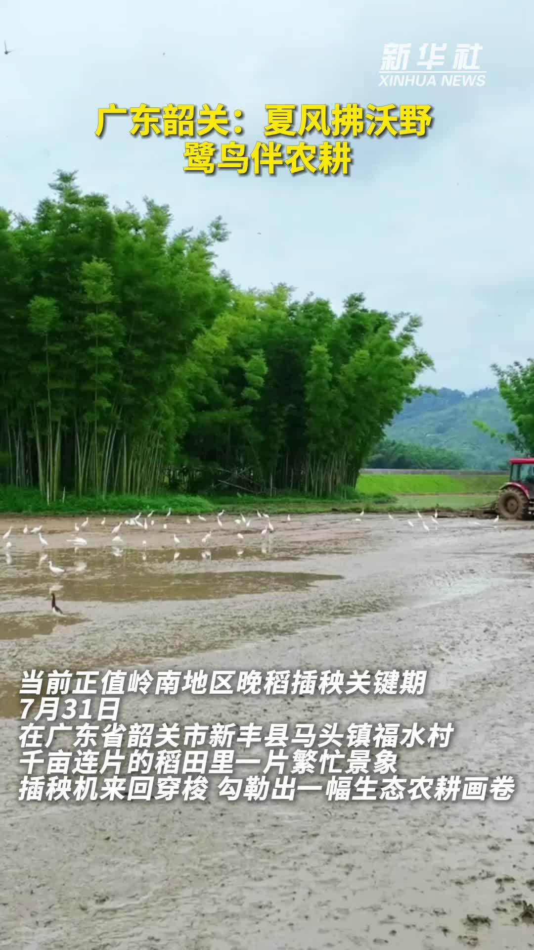 秀我中国｜广东韶关：夏风拂沃野 鹭鸟伴农耕