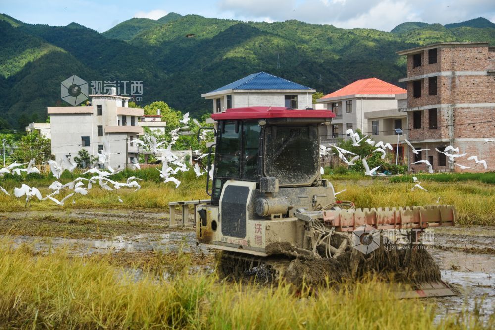 白鹭伴夏耕。