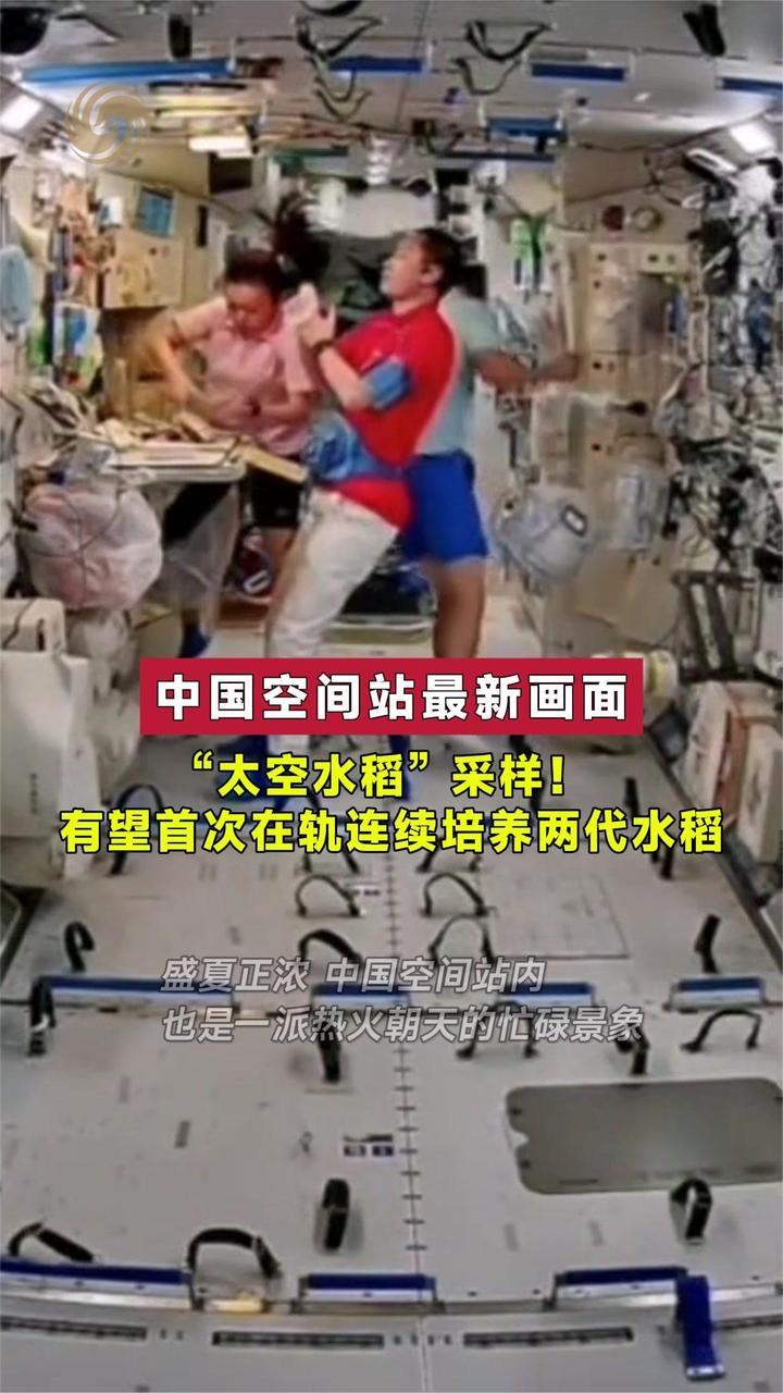 最新画面“太空水稻”采样！有望首次在轨连续培养两代水稻