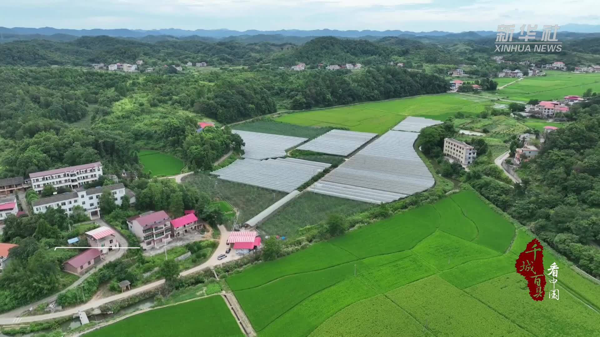 千城百县看中国｜湖南衡阳：葡萄盈枝 鸡鸭满园