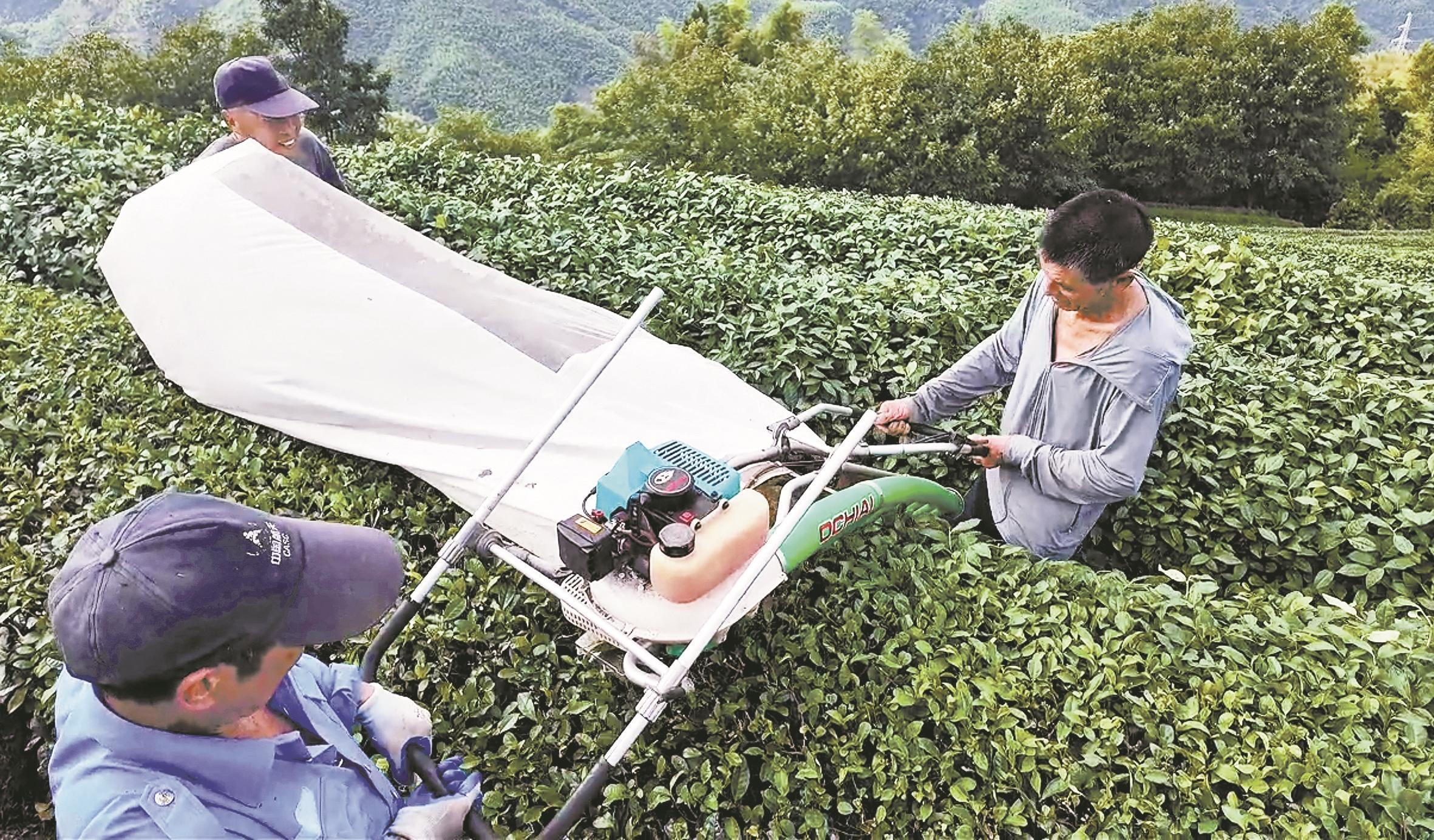 夏茶“变形记”  从无人问津到亩均增收超2000元
